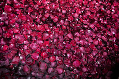 Full frame shot of dead rose leaves