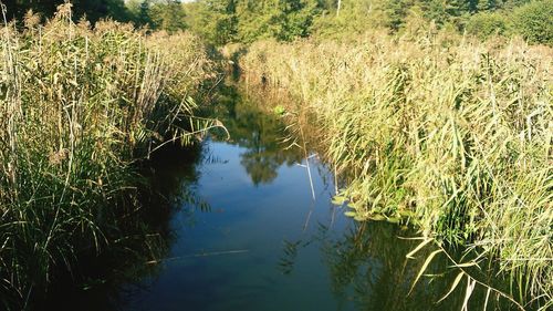 Plants growing in water