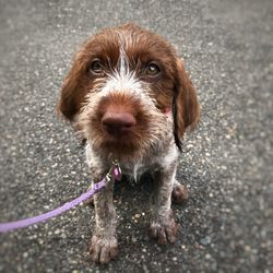 Close-up portrait of dog