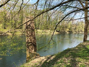 Scenic view of lake in forest