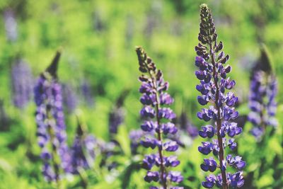 Lupinus flowers field in sopot