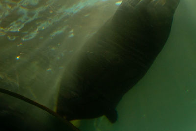 Close-up of fish swimming in sea