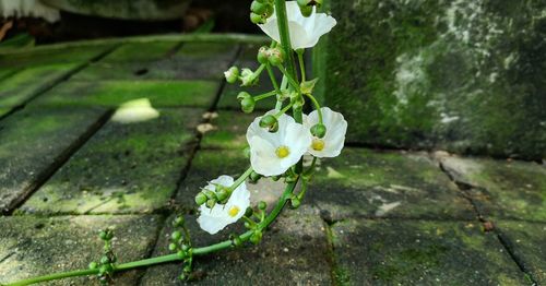 Close-up of flowering plant