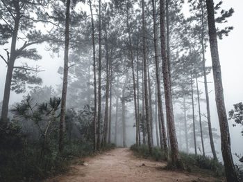 Dirt road amidst trees in forest