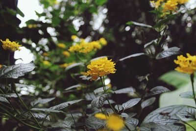 Close-up of yellow flowering plant leaves