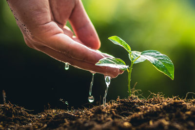 Cropped hand pouring water on sapling