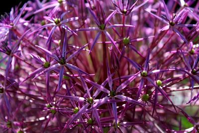 Close-up of purple flowers blooming outdoors