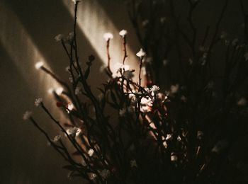 Close-up of plant at night