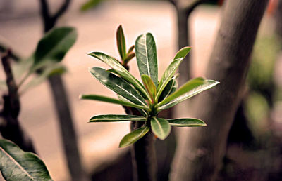 Close-up of plant growing in park