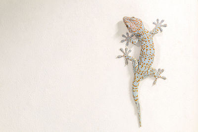 Close-up of dead plant against white background