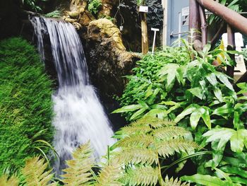 Close-up of waterfall amidst plants