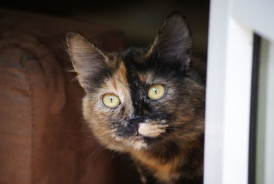 Close-up portrait of cat