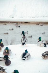 View of birds on lake during winter