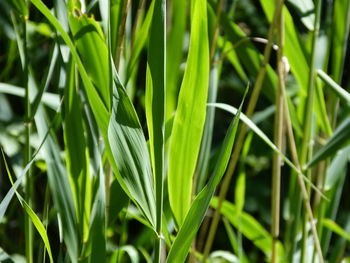 Full frame shot of bamboo plants