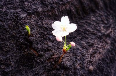 Close-up of white flower