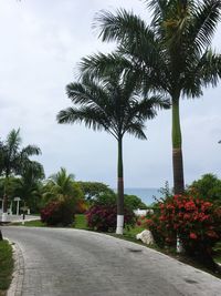 Palm trees in park