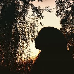 Silhouette of trees at sunset