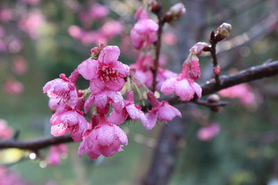 Close-up of pink flowers on branch