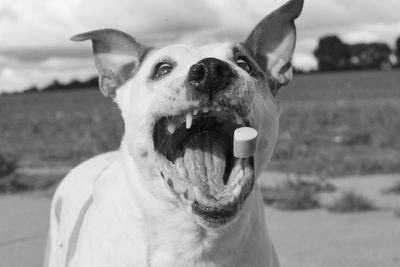 Close-up portrait of dog