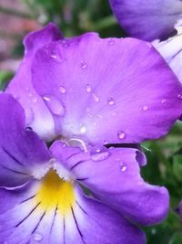 Close-up of purple flower