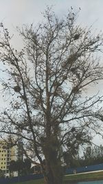 Low angle view of tree against sky