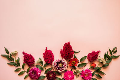 Close-up of pink flowers against white background