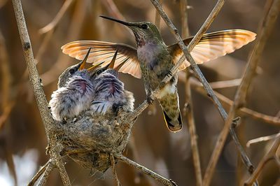 Close-up of birds perching on branch