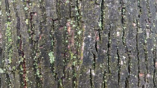 Full frame shot of moss on tree trunk