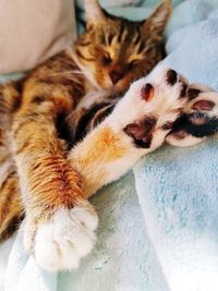 High angle view of cat resting on bed