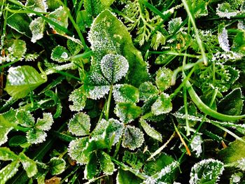 Close-up of fresh green plants