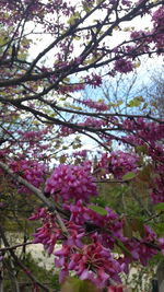Low angle view of pink flowers blooming on tree