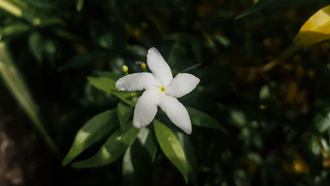 CLOSE-UP OF WHITE FLOWER ON PLANT