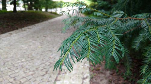 Close-up of pine tree in park