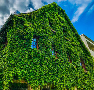 Low angle view of tree and building against sky