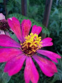 Close-up of pink flower blooming outdoors