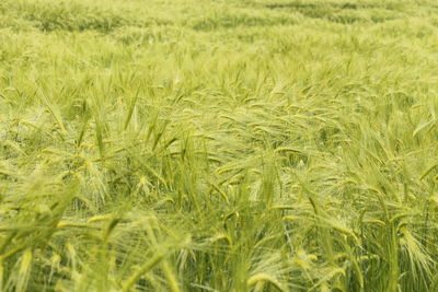 Close-up of wheat field