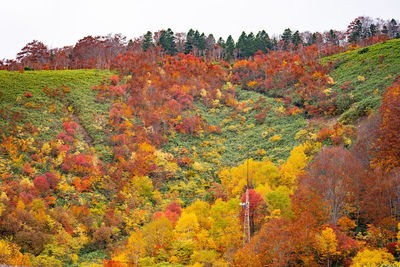 Trees and plants in forest during autumn