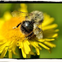 Honey bee pollinating on yellow flower