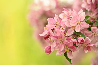 Close-up of pink cherry blossoms