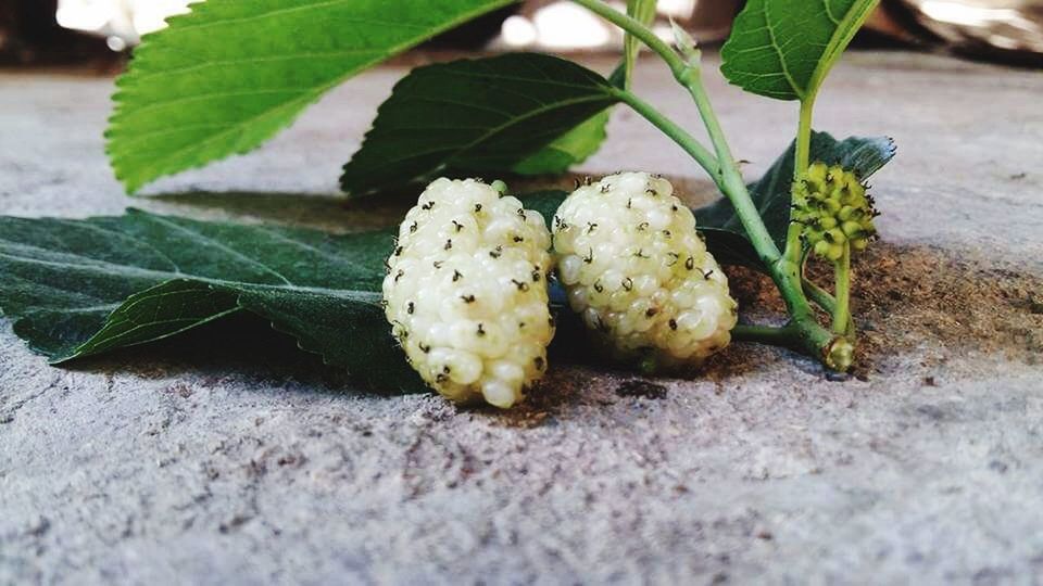 leaf, food and drink, close-up, food, freshness, green color, growth, nature, selective focus, focus on foreground, high angle view, healthy eating, plant, no people, vegetable, day, outdoors, growing, fruit, ground