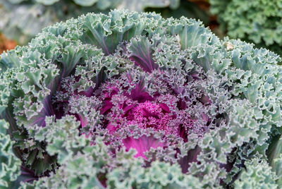 Close-up of purple flowering plant