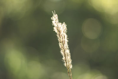 Close-up of wheat growing on field