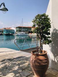 Potted plants by building against sky