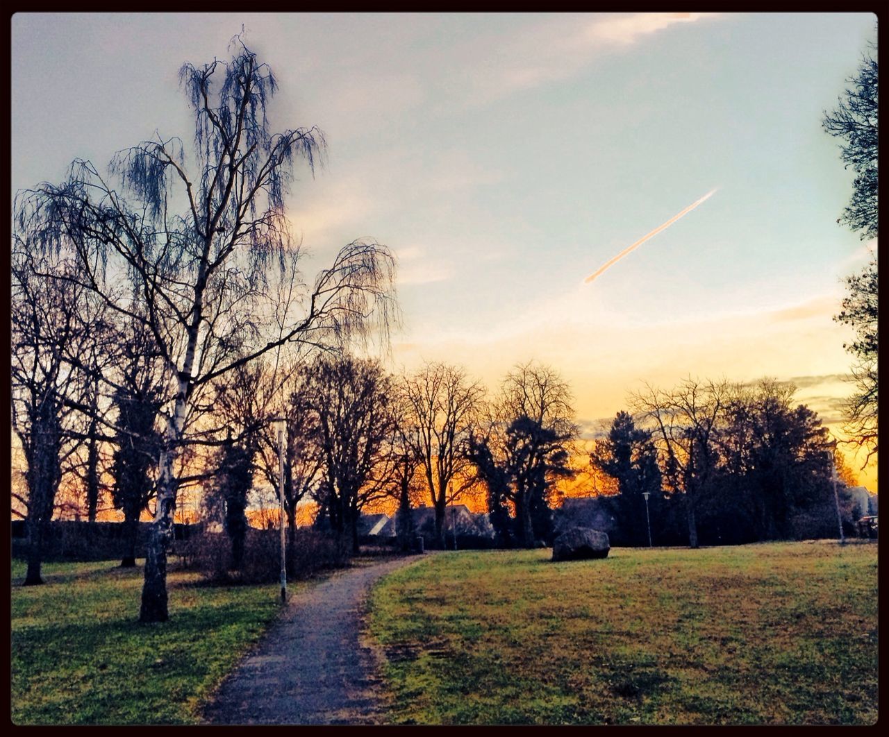 Graveyard Trees