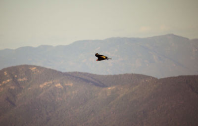 Bird flying over mountain against sky