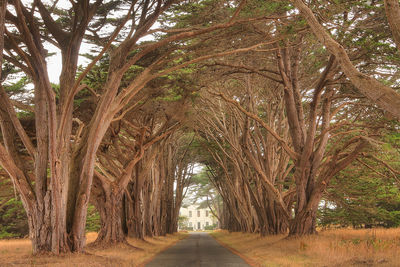 Road passing through forest