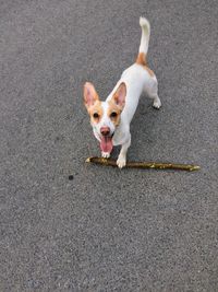 High angle portrait of a dog on road