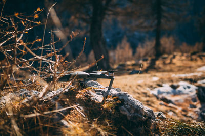 Close-up of drone on rock