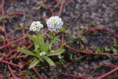 High angle view of small flowering plant on field