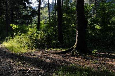 Trees and plants in forest